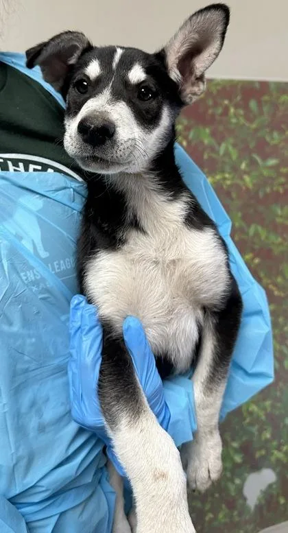 A young medium-sized male Shepherd dog named Serby for adoption in San Antonio, TX