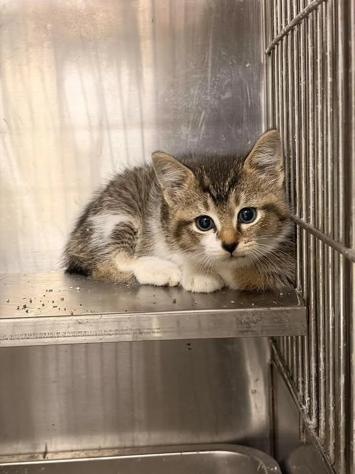 A baby small-sized female Domestic Short Hair cat named Hissy Elliot for adoption in Greensburg, IN