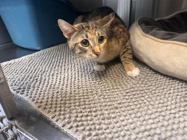 A young medium-sized female Domestic Medium Hair cat named Fluffy for adoption in Santa Monica, CA