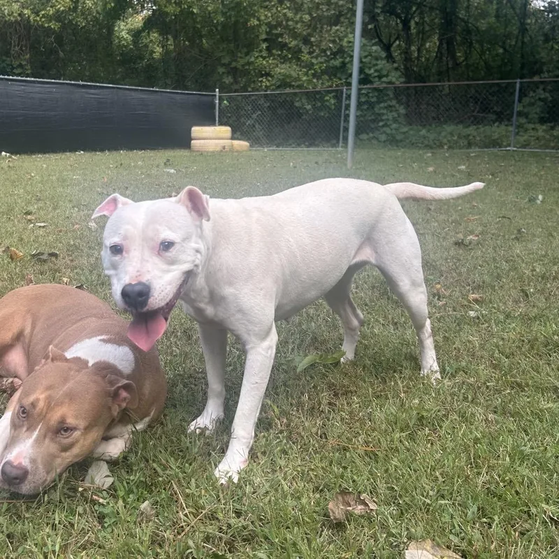 An adult medium-sized female White / Cream Mixed Breed dog named Frostie for adoption in Auburn, AL