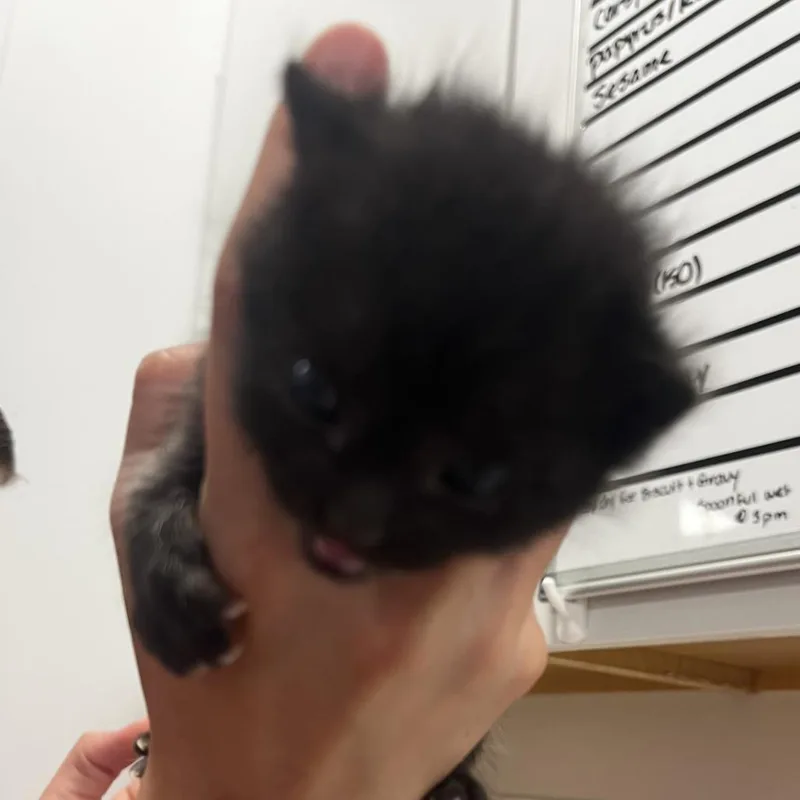A baby small-sized male Black Domestic Short Hair cat named Agent J for adoption in Rifle, CO