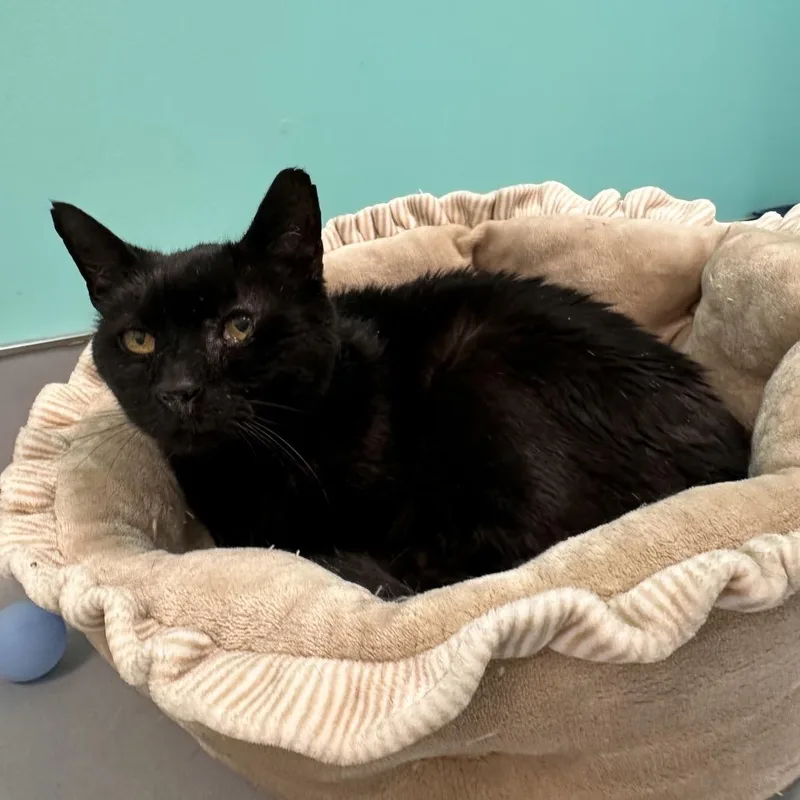 A senior small-sized male Domestic Short Hair cat named Newt for adoption in Boston, MA