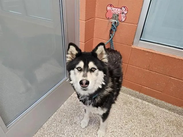 Kai