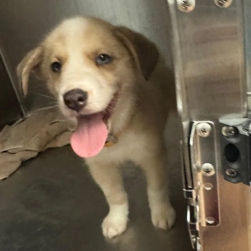 A baby small-sized male Yellow / Tan / Blond / Fawn Mixed Breed dog named Cody Jr for adoption in Columbus, GA