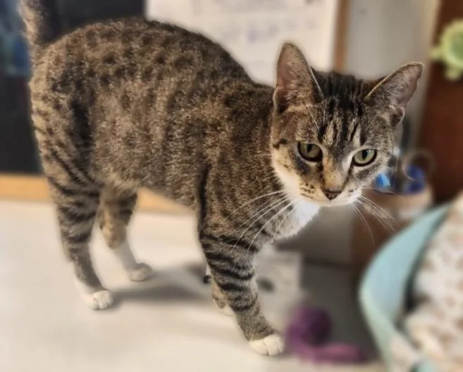 A young medium-sized female Domestic Short Hair cat named Bonnie for adoption in Rice Lake, WI