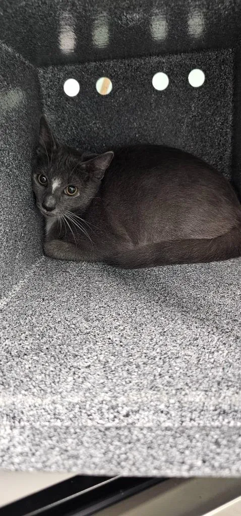 A baby small-sized male Domestic Short Hair cat named Washington for adoption in Athens, TN