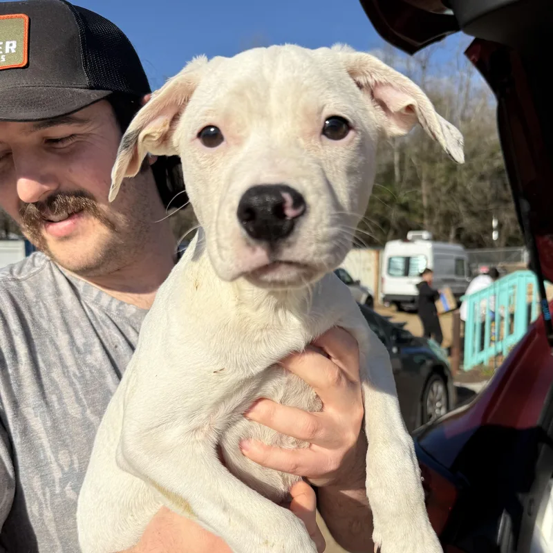 Electrolytes thumbnail 2