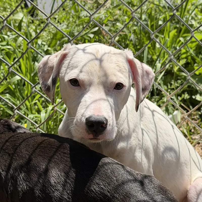 Electrolytes thumbnail 3