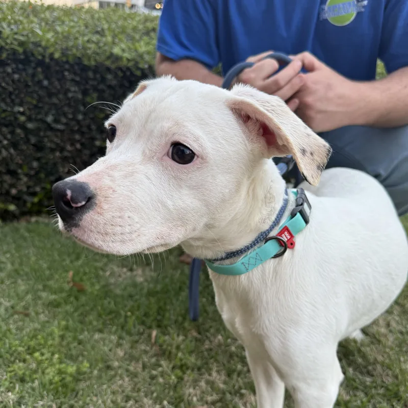 Electrolytes thumbnail 4