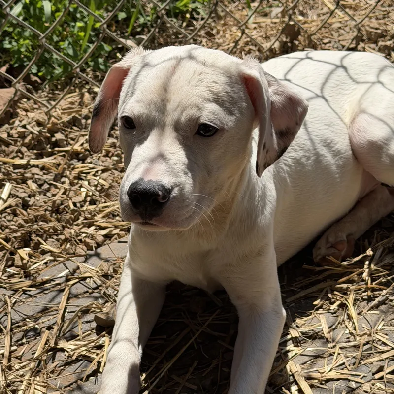 Electrolytes thumbnail 5