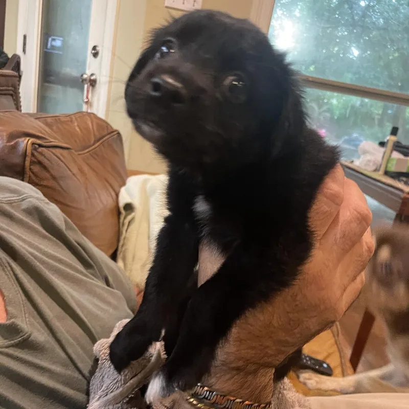 An adult small-sized male Black Schnauzer dog named Olie for adoption in Baton Rouge, LA