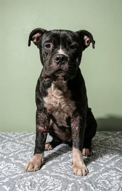 A young medium-sized male Mixed Breed dog named Paddington for adoption in Jacksonville, FL
