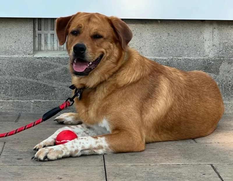 An adult large-sized male Great Pyrenees dog named Luca for adoption in Loveland, OH