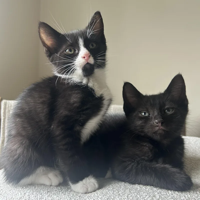 A baby medium-sized male Black Domestic Short Hair cat named Kermit for adoption in Westfield, NJ