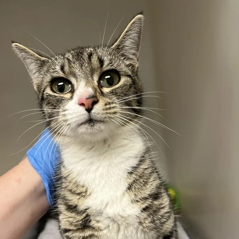 A young medium-sized female Gray / Blue / Silver Domestic Short Hair cat named Harper for adoption in Harrisonburg, VA