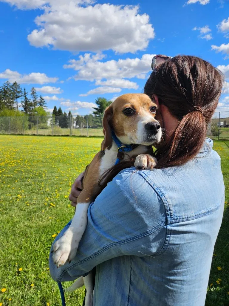 An adult medium-sized female Beagle dog named Rose for adoption in Barron, WI