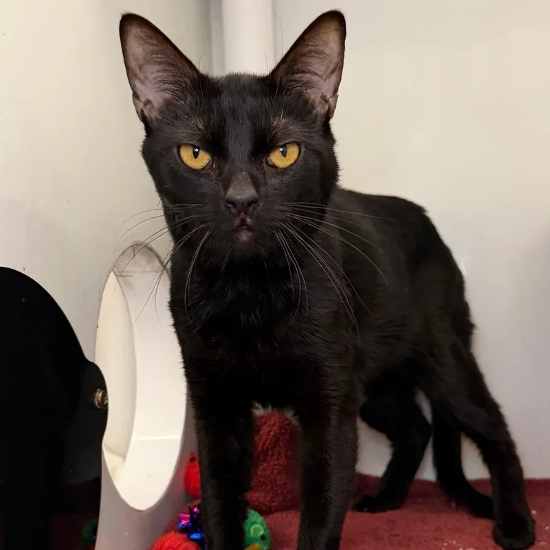 An adult medium-sized male Domestic Short Hair cat named Shearer for adoption in Los Angeles, CA