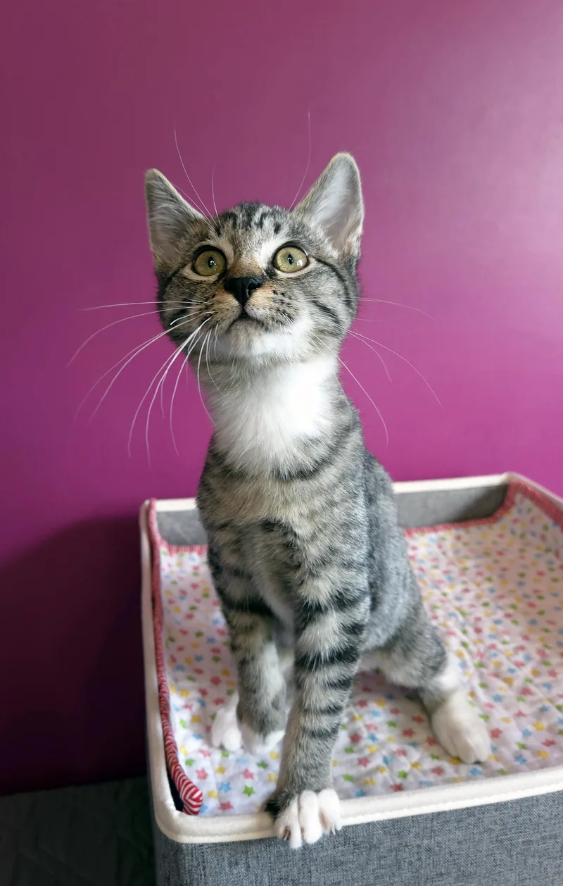 A baby medium-sized female Tabby (Brown / Chocolate) Domestic Short Hair cat named Ethel for adoption in Centerville, UT