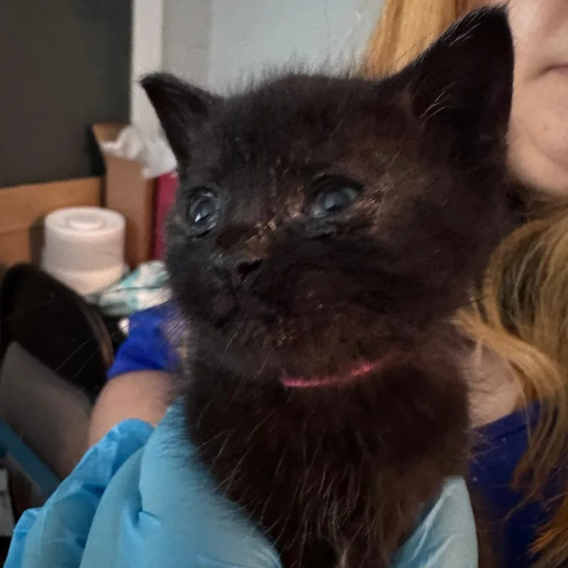 A baby small-sized female Black Domestic Short Hair cat named Sage for adoption in Talent, OR