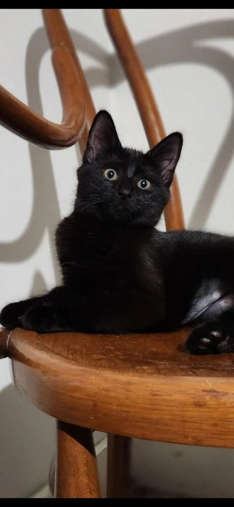 A baby small-sized female Domestic Short Hair cat named Kinifi for adoption in Duxbury, MA