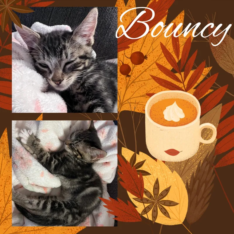 A baby medium-sized female Tabby (Gray / Blue / Silver) Tabby cat named Bouncy for adoption in Pasco, WA