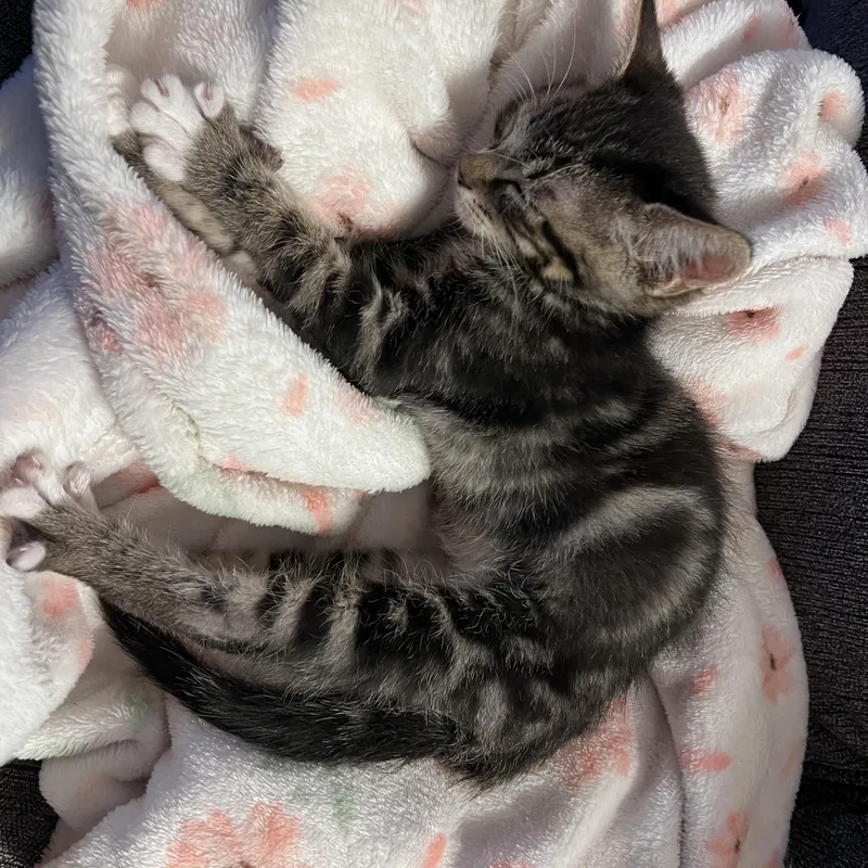 Bouncy thumbnail 2