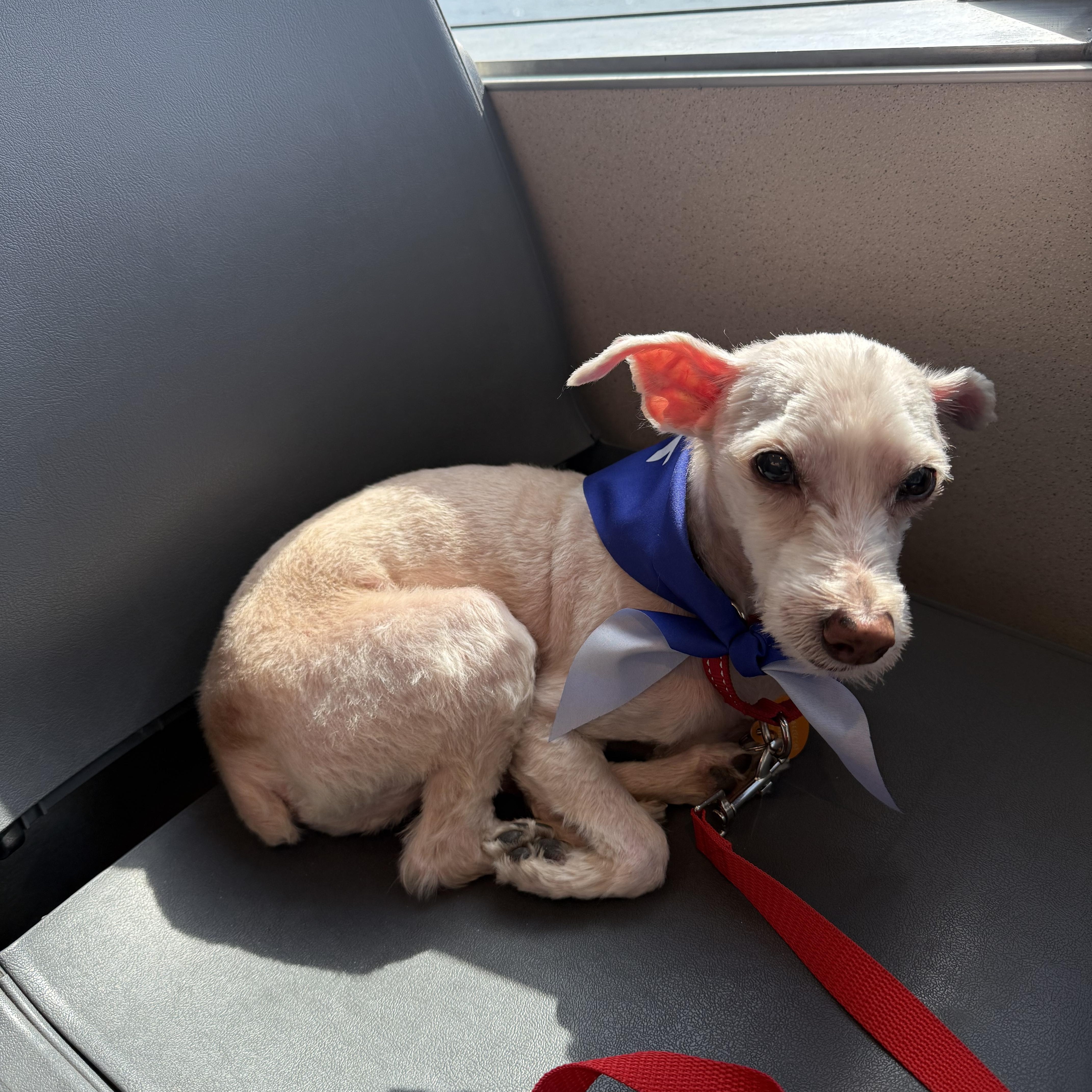 A senior small-sized male White / Cream Maltipoo dog named Buddy for adoption in Brooklyn, NY