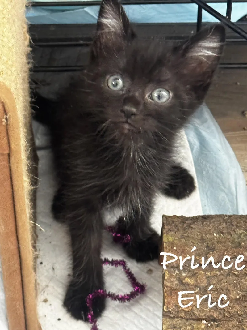 A young medium-sized male Black Domestic Short Hair cat named Prince Eric for adoption in Seal Beach, CA