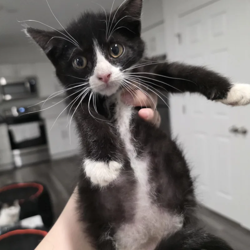 Percy