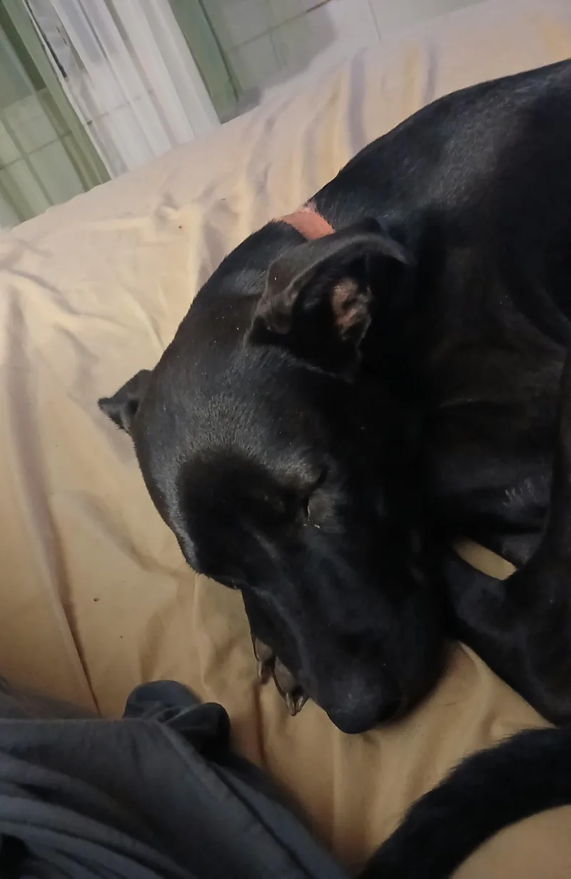 Bailey thumbnail 2