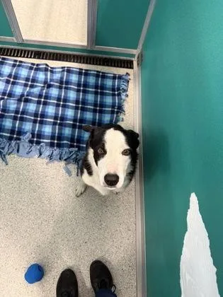 An adult medium-sized male Border Collie dog named Tommy for adoption in Pequot Lakes, MN