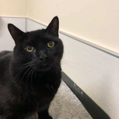 An adult extra large-sized male Black Domestic Short Hair cat named Scooter for adoption in Novelty, OH