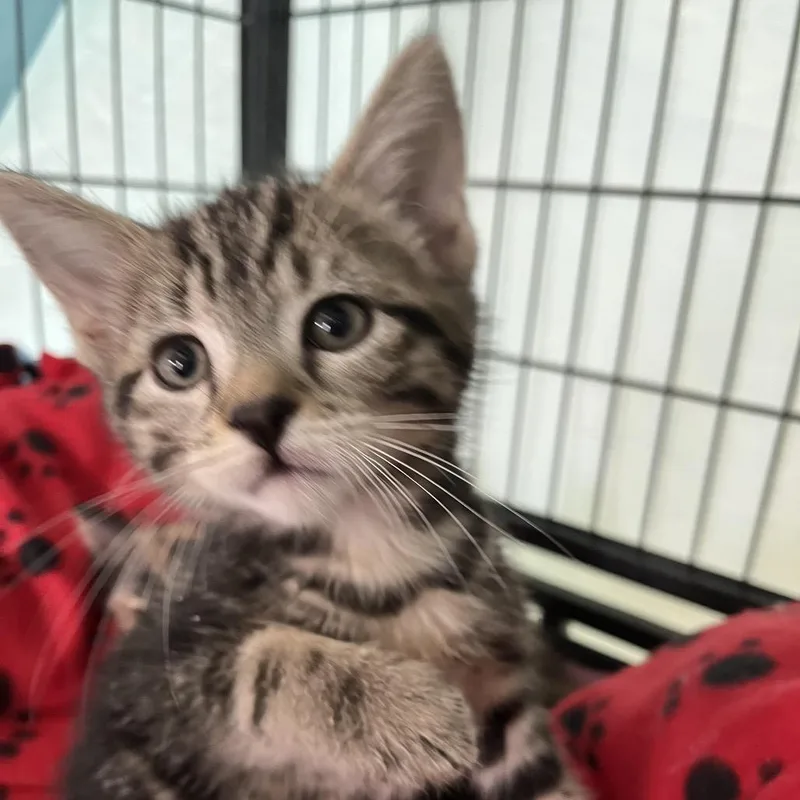 A baby small-sized female Gray / Blue / Silver Domestic Short Hair cat named Piper for adoption in Hawthorne, CA