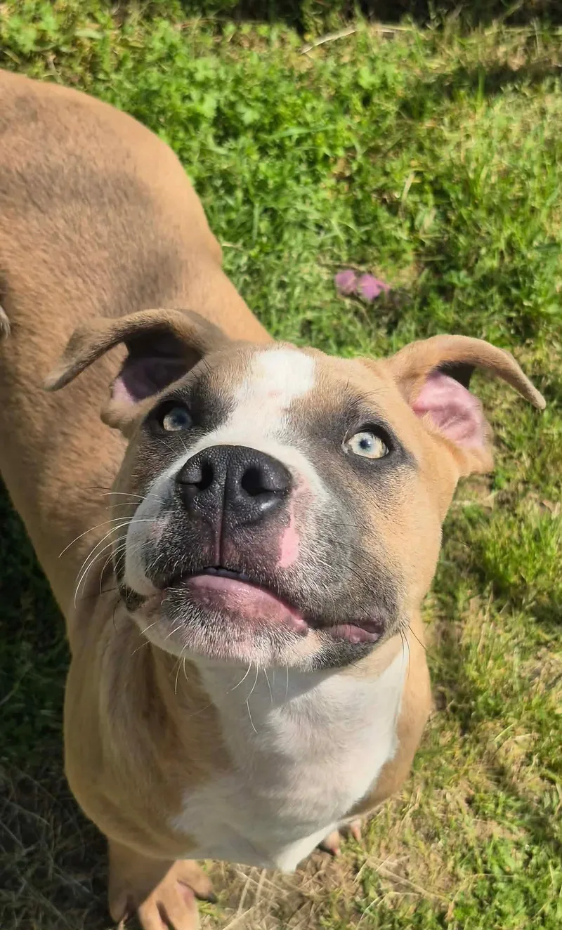 A baby medium-sized male Yellow / Tan / Blond / Fawn Terrier dog named Wriggly for adoption in Dover, AR