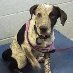 A baby medium-sized male Black Australian Cattle Dog / Blue Heeler dog named Casper for adoption in Green Valley, AZ