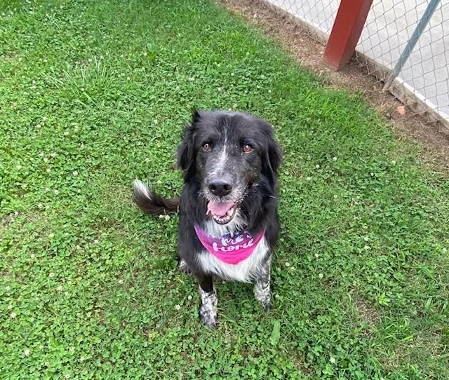 An adult large-sized male Black Border Collie dog named Huckleberry for adoption in Fayetteville, AR