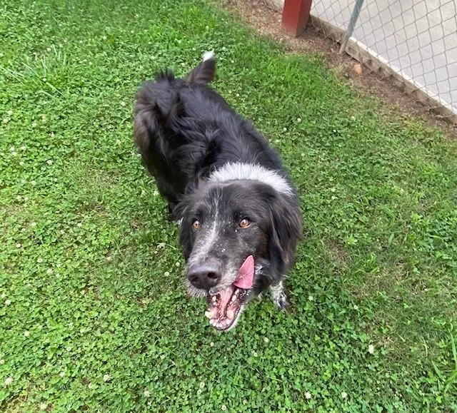 Huckleberry thumbnail 2