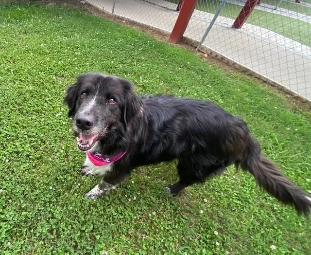 Huckleberry thumbnail 3