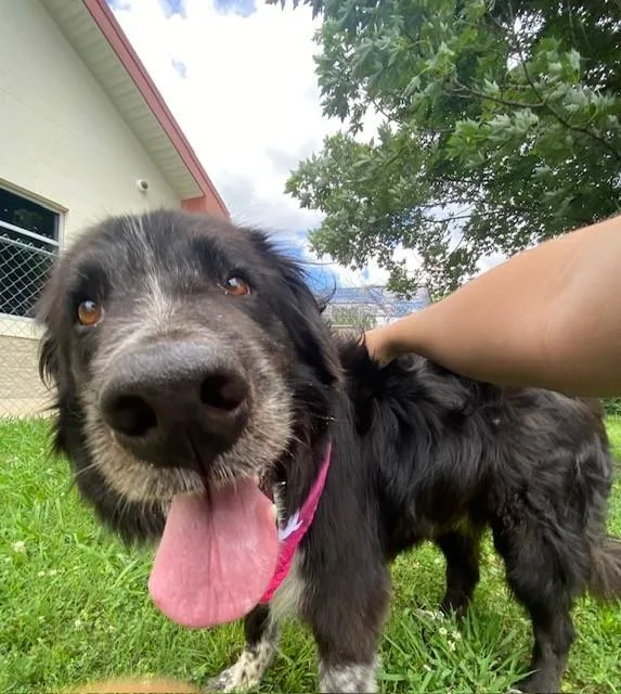 Huckleberry thumbnail 5
