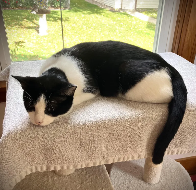 A young medium-sized female Black & White / Tuxedo Domestic Short Hair cat named Hazel for adoption in Mankato, MN