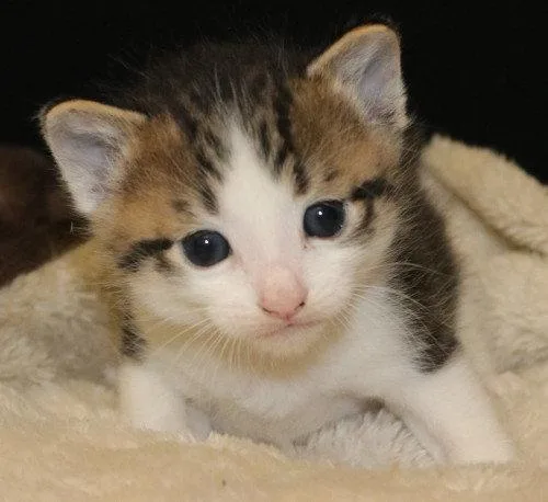 A baby medium-sized male Domestic Short Hair cat named Hank for adoption in Oak Ridge, TN