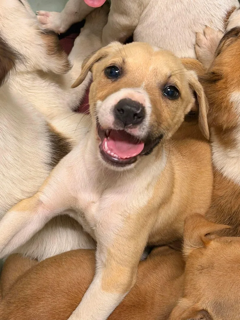 A baby medium-sized female Jack Russell Terrier dog named Celly for adoption in Holly Springs, NC