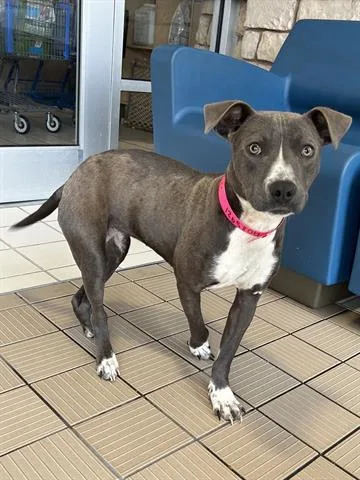 A young small-sized female Pit Bull Terrier dog named Girly Pop for adoption in Dayton, OH