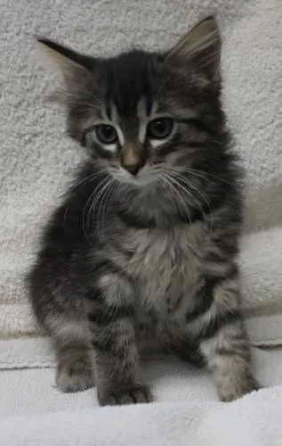 Juno