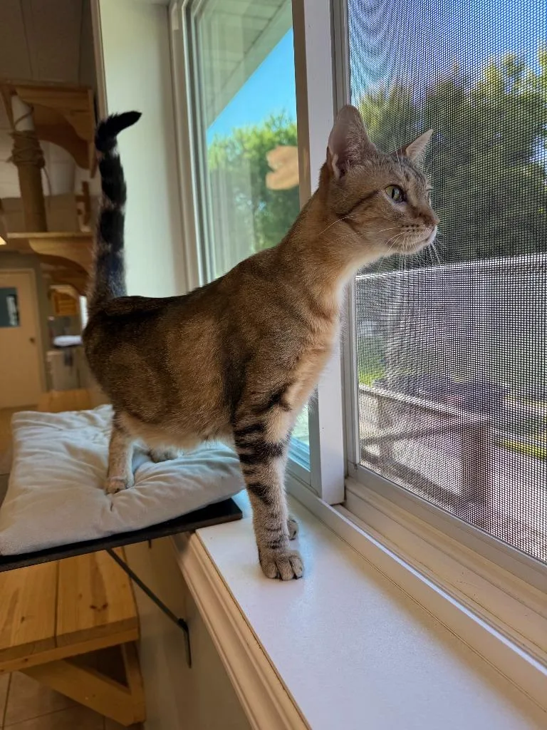 A young large-sized female Domestic Short Hair cat named Fancy for adoption in Viroqua, WI