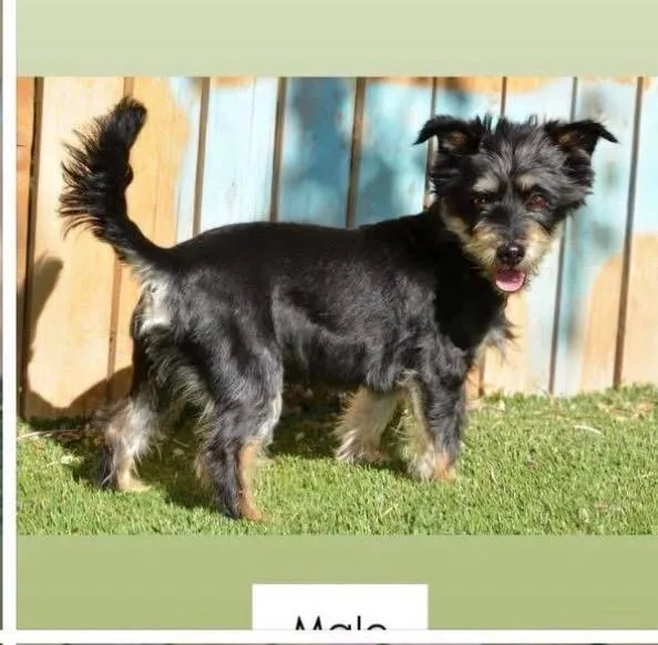An adult medium-sized male Terrier dog named Boone for adoption in Heber City, UT