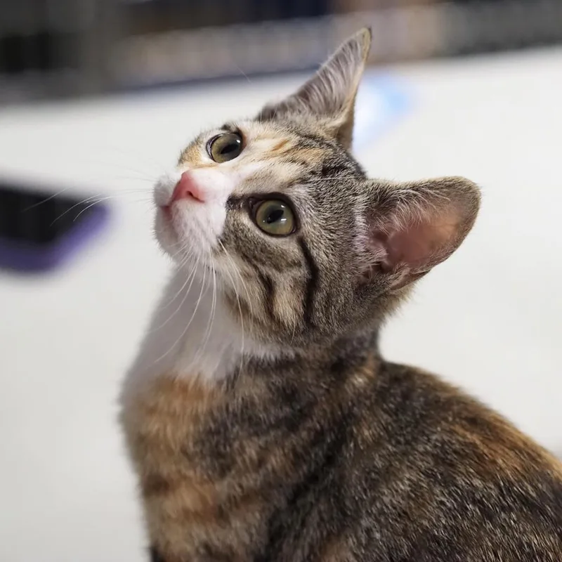 An adult small-sized female Calico Domestic Short Hair cat named H&c: Honey for adoption in Falls Church, VA