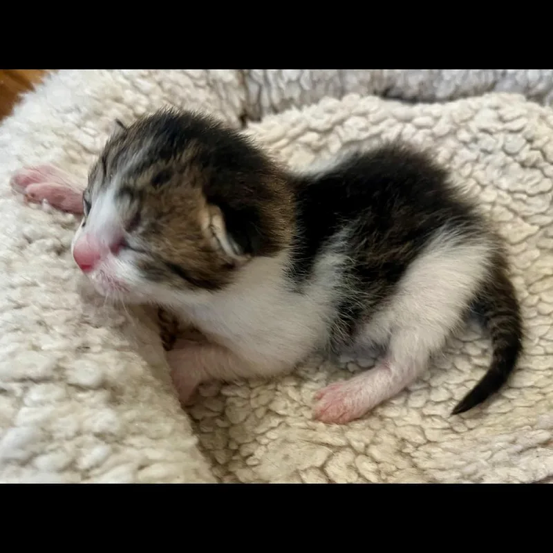 A baby small-sized male White Domestic Short Hair cat named Kale for adoption in Ashland, OR