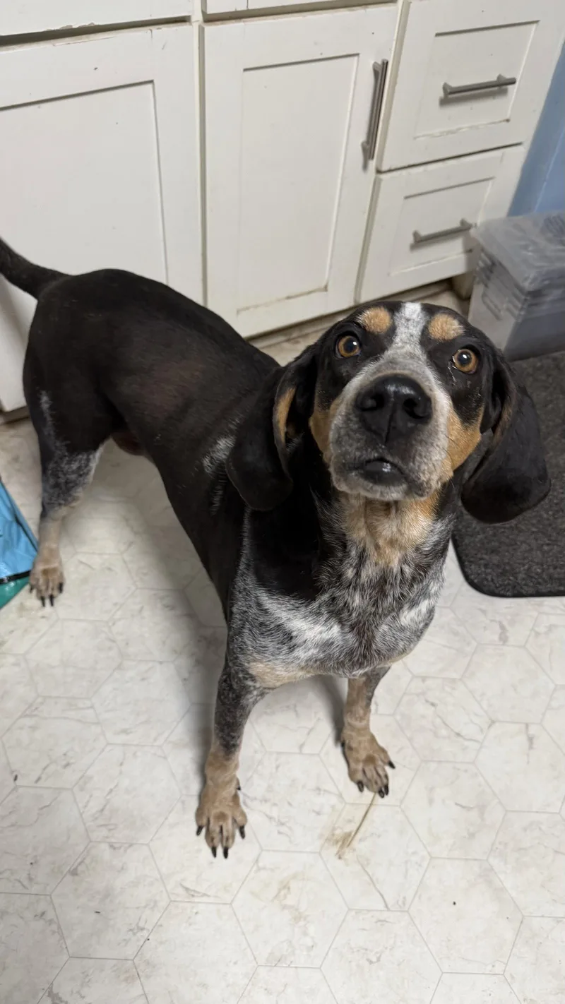 An adult medium-sized female Bluetick Coonhound dog named Kate CL for adoption in Kansas City, MO