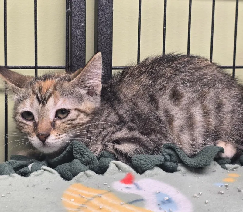 A baby medium-sized female Domestic Short Hair cat named Etta James for adoption in Auburn, IN